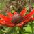 Rudbeckia hirta 'Cherry Brandy'