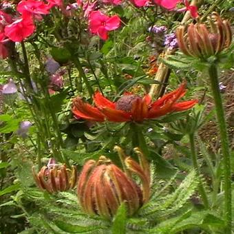 Rudbeckia hirta 'Cherry Brandy'