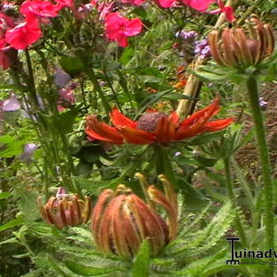 Rudbeckia hirta 'Cherry Brandy'