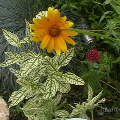 Heliopsis helianthoides 'Summer pink' - 