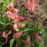 Alstroemeria 'Avanti' - 