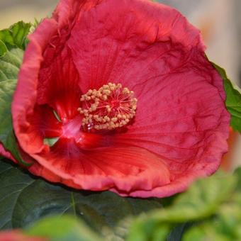 Hibiscus moscheutos Newbiscus ‘Mauvelous’