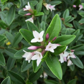 Daphne tangutica