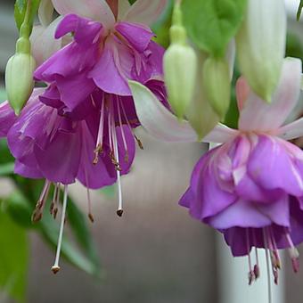 Fuchsia 'Riant'