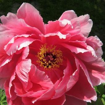 Paeonia suffruticosa 'Yachiyo-Tsubaki'