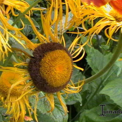 Große Telekie - Telekia speciosa