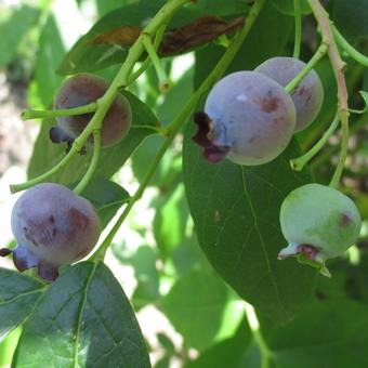 Vaccinium corymbosum 'Patriot'