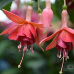 Fuchsia 'Fire Mountain' - 