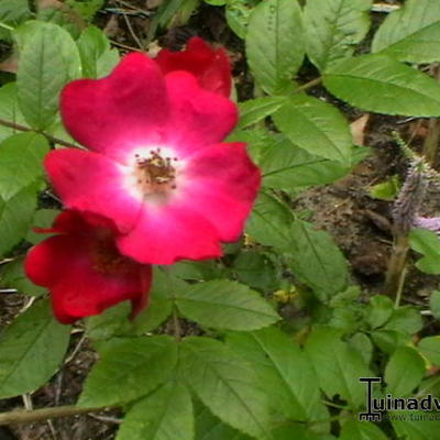 Rosa 'Tom Tom' - 