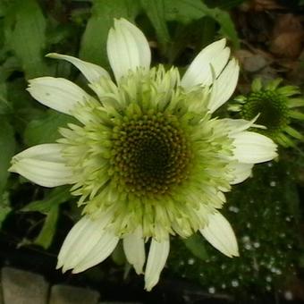 Echinacea purpurea 'White Double Delight'