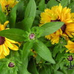 Rudbeckia hirta 'Tiger Eye Gold' - 