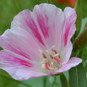 Clarkia amoena