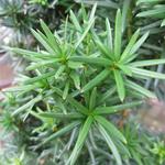 Taxus baccata 'Fastigiata Robusta' - 