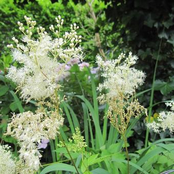 Filipendula ulmaria