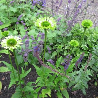 Echinacea purpurea 'Green Jewel'