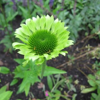 Echinacea purpurea 'Green Jewel'