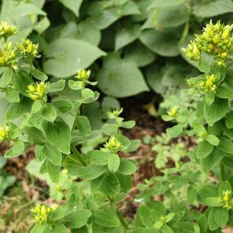 Hypericum perforatum