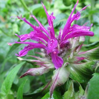 Monarda 'Scorpion'