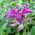 Monarda 'Scorpion'