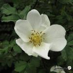 Rosa spinosissima - Rosa pimpinellifolia - Rosa spinosissima