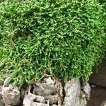 Selaginella sanguinolenta - 