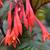 Fuchsia triphylla 'Gartenmeister Bonstedt'