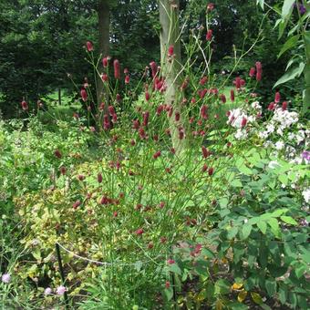 Sanguisorba officinalis 'Tanna'