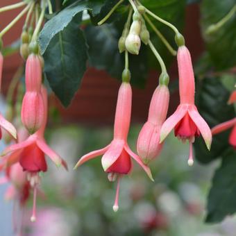 Fuchsia 'Belle de Spa'