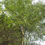 Betula pendula - Bouleau verruqueux