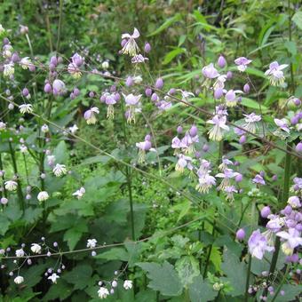 Thalictrum delavayi