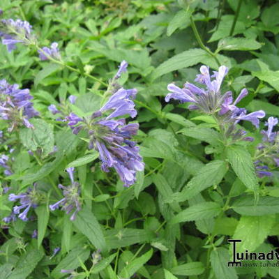 Nepeta faassenii 'Six Hills Giant' - Nepeta faassenii 'Six Hills Giant'