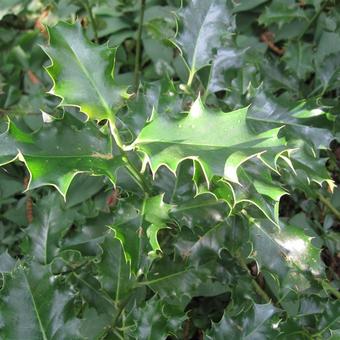 Ilex aquifolium