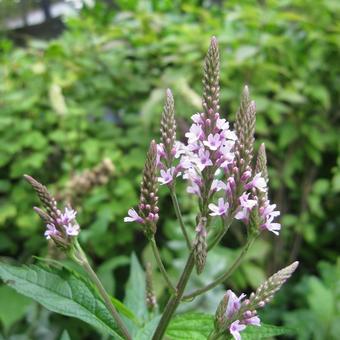 Verbena hastata 'Rosea'