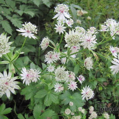 Astrantia major - Grande astrance - Astrantia major