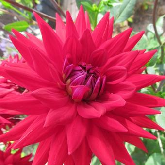 Dahlia 'Wittemans Best'