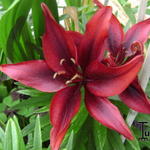 Lilium 'Blackout' - 