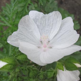 Malva moschata 'Alba'