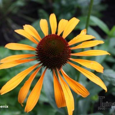 Echinacea purpurea 'Phoenix' - 