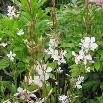 Gaura lindheimeri 'Snowstorm'