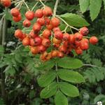 Sorbus aucuparia - SORBIER DES OISELEURS, SOBIER DES OISEAUX,  SORBIER DES GRIVES - Sorbus aucuparia