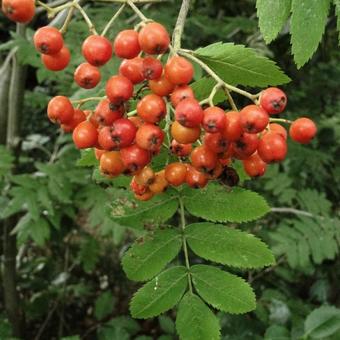 Sorbus aucuparia