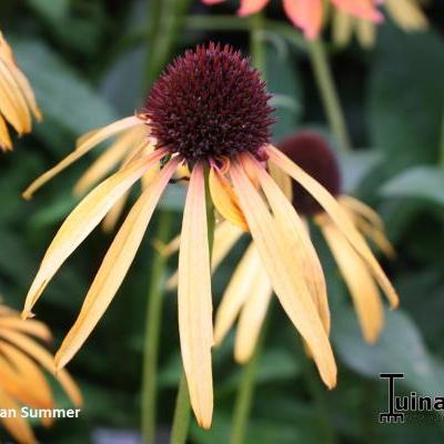 Echinacea purpurea 'Indian Summer' - 