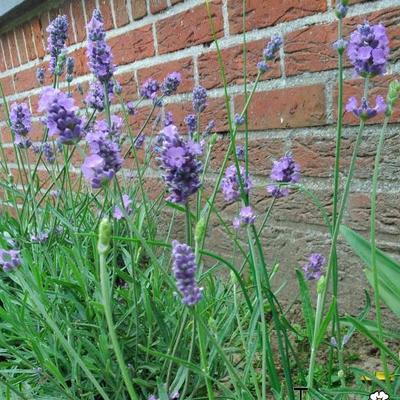 Lavandula Angustifolia 'Melissa Lilac' - 