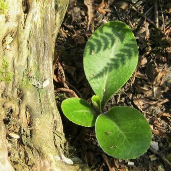 Chrysosplenium macrophyllum