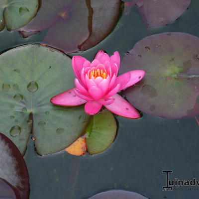 Nymphaea 'Rose Arey' - NÉNUPHAR 'ROSE AREY', NYMPHÉA 'ROSE AREY' - Nymphaea 'Rose Arey'