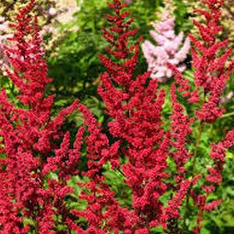 Astilbe x arendsii 'Glut'