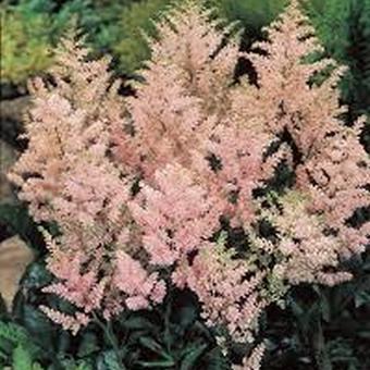 Astilbe japonica 'Europa'