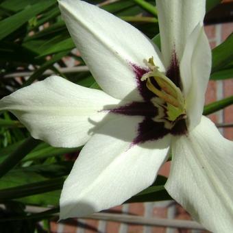 Ixia viridiflora