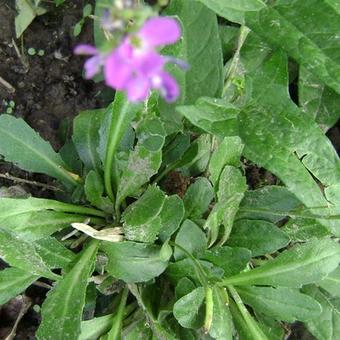 Arabis blepharophylla 'Spring Charm'