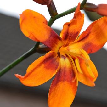 Crocosmia x crocosmiiflora 'Emily McKenzie'